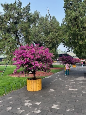 Flowering Tree
