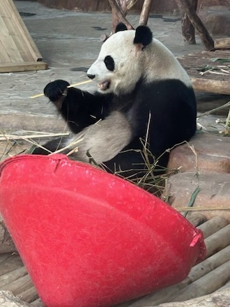 Panda