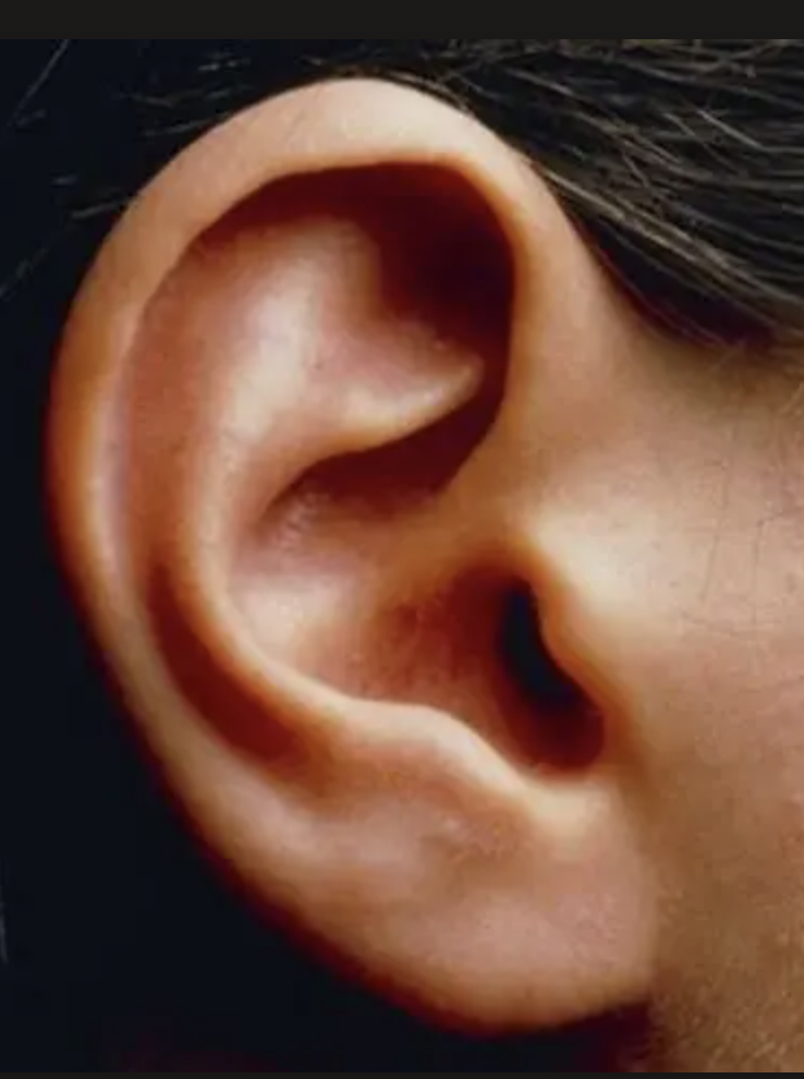 Ear
