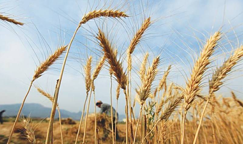 Wheat 
